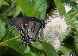 Eastern Tiger Swallowtail 